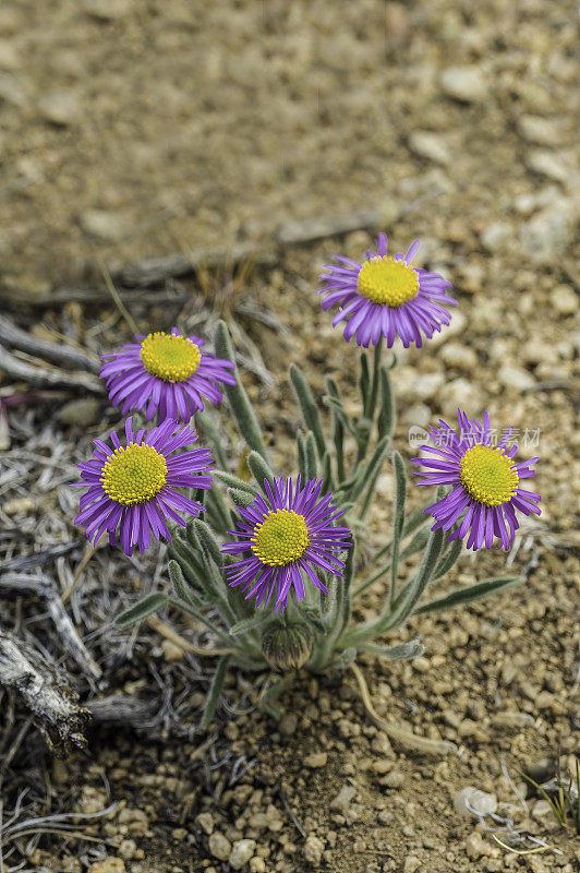 Erigeron clokeyi是雏菊科的一种开花植物，俗称Clokey's fleabane，或Clokey's daisy。伯帝镇始建山;Toiyabe国家森林;Mono县;加州;